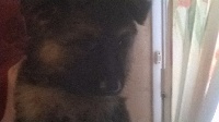 CHIOT